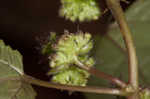 Hairy crabweed <BR>Clammyweed